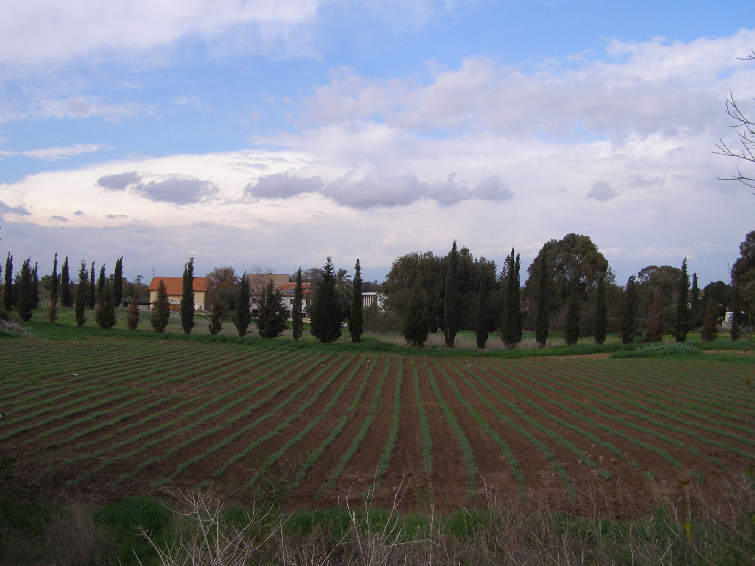 שדות מושב שדמה. צולם על ידי: Ranbar.